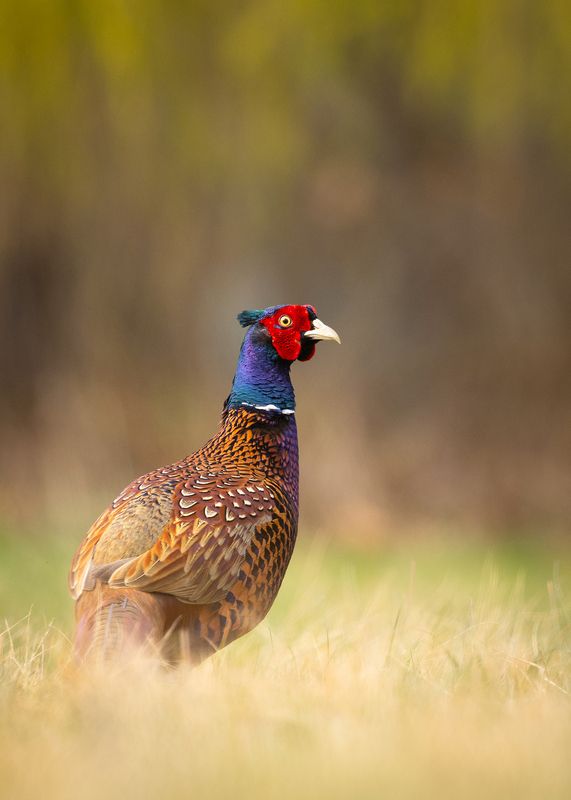 Pheasant фото превью