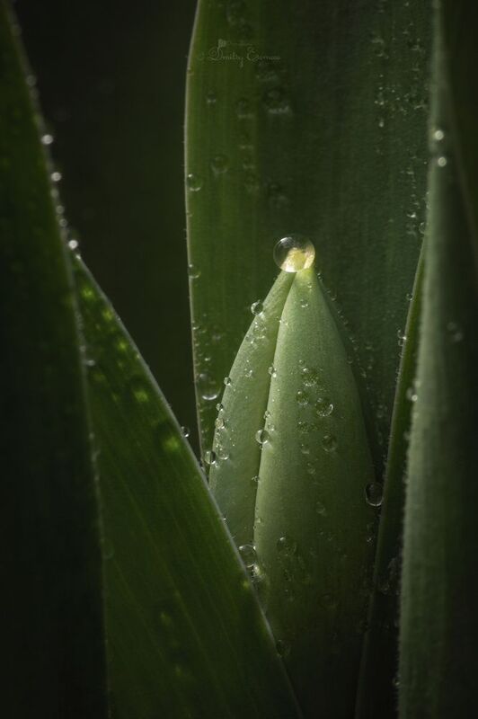 Зарождение... фото превью