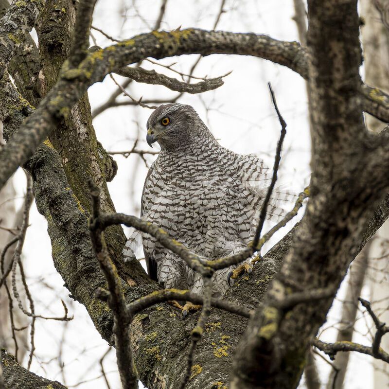 тетеревятник Тетеревятник фото превью
