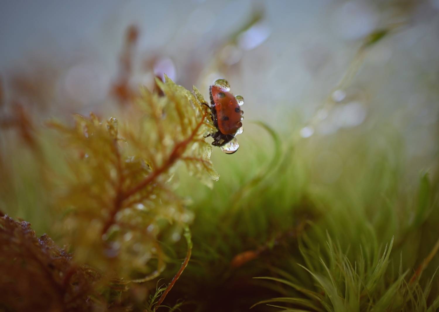 , Герчев Николай