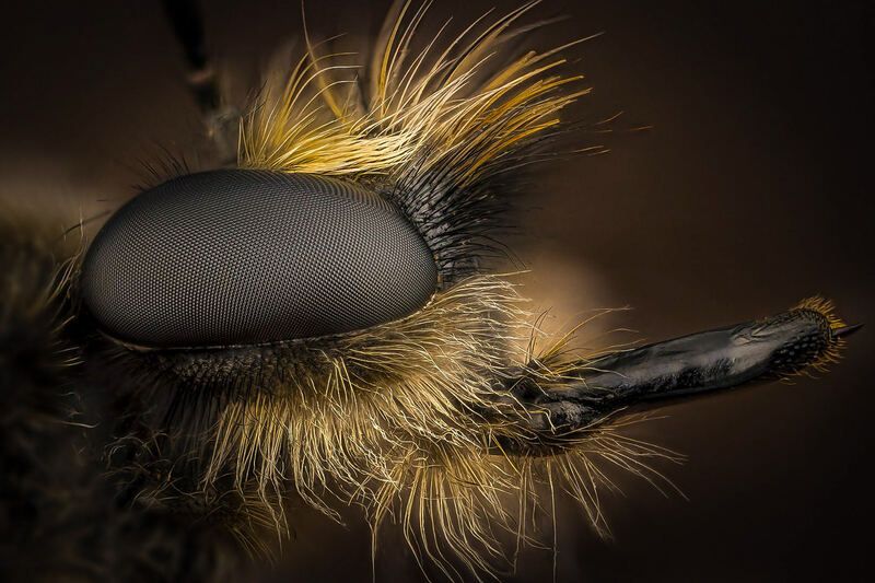 diptera, laphria flava Ктырь желтый фото превью