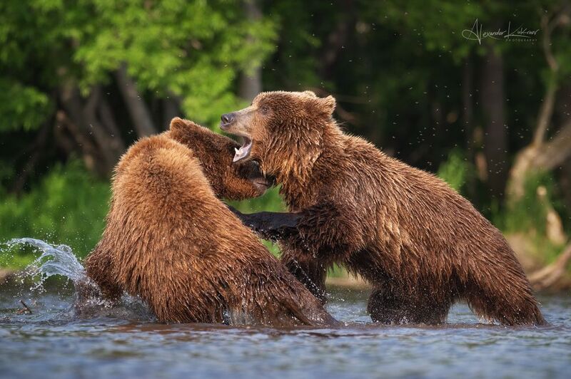 медведи,камчатка,медведь Медвежьи танцы... фото превью