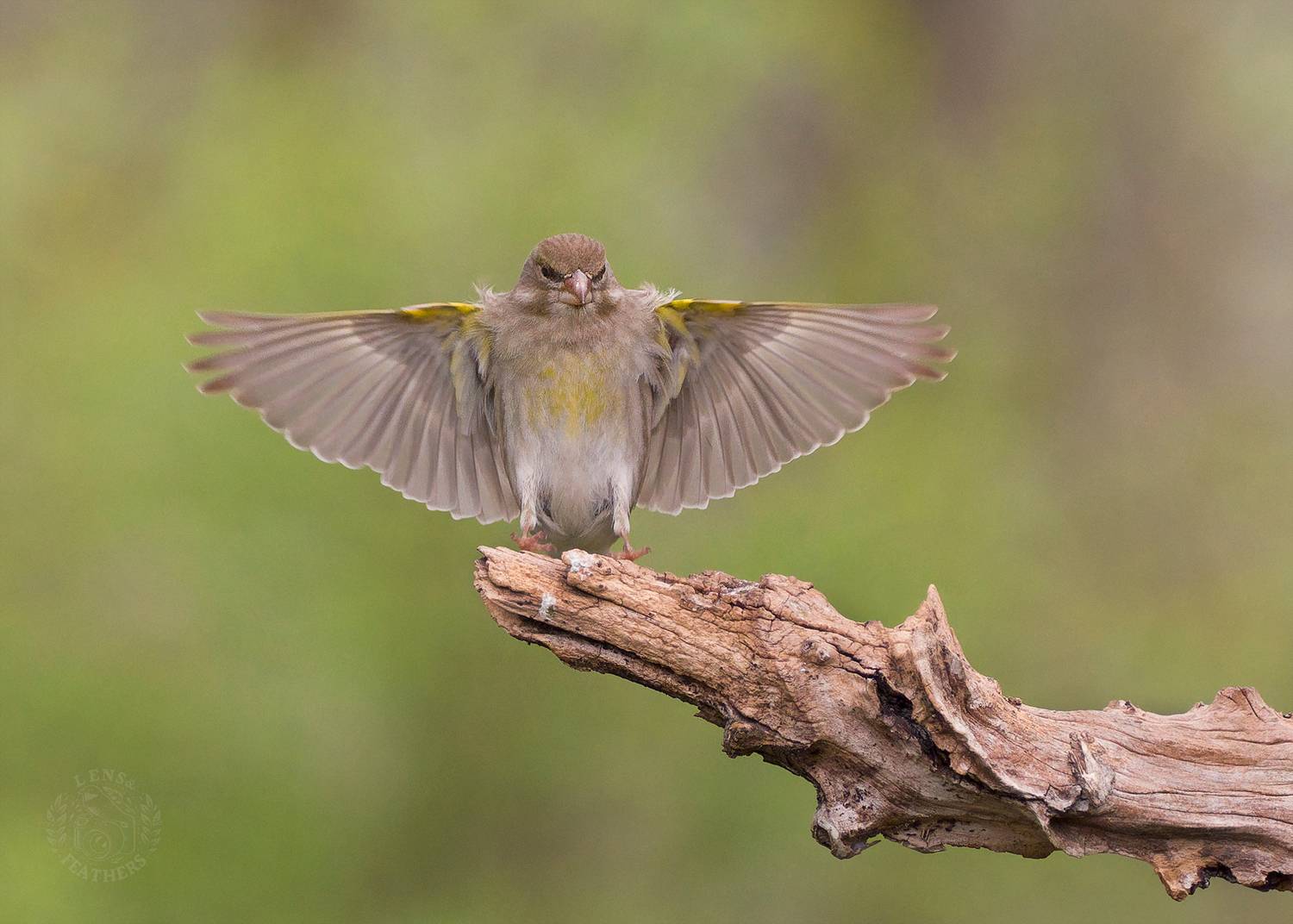 , Евгени Стефанов