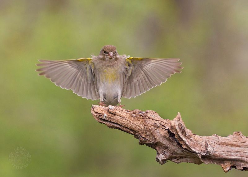 Обыкновенная зеленушка - Lens and Feathers фото превью