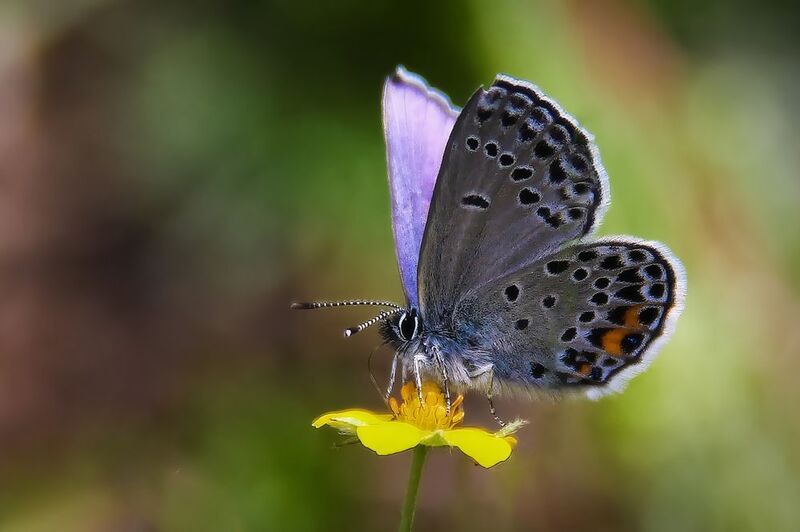 Бабочки  фото превью
