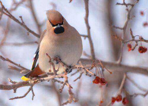Свиристели прилетели