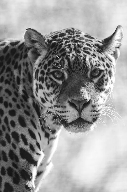 Jaguar фото превью