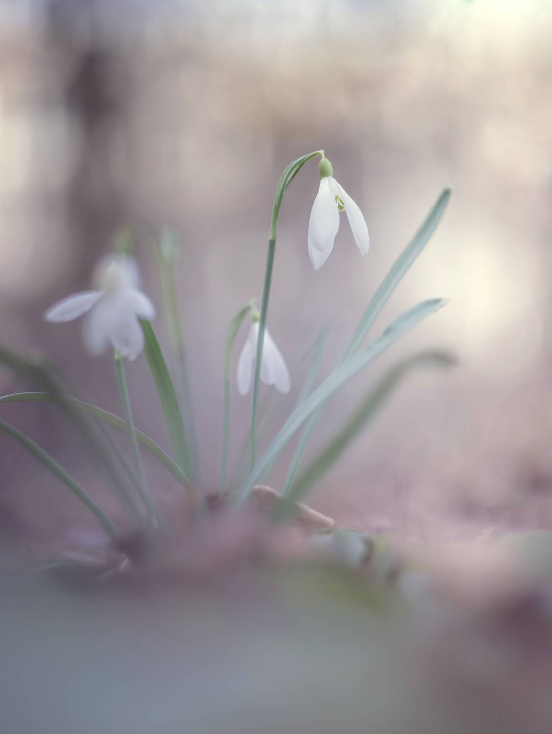 макро, весна, природа, цветы, боке, macro, manuallens, helios, bokeh, Обидина Мария