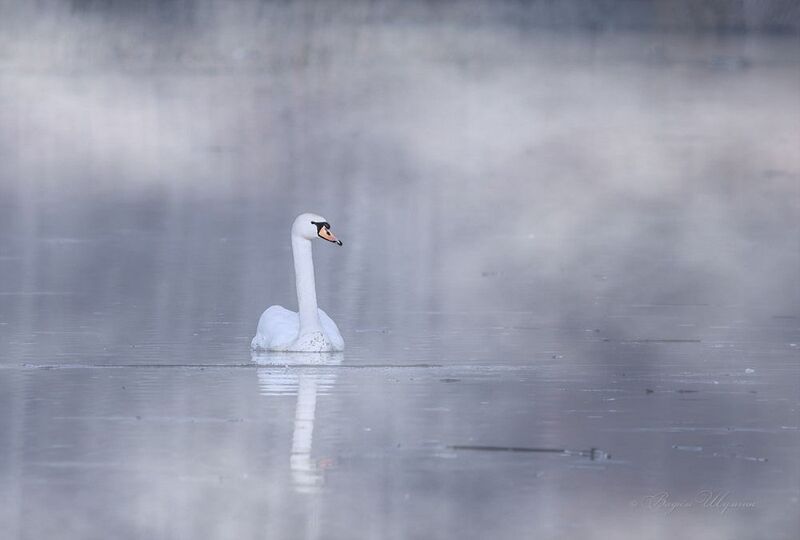 Царевна-лебедь фото превью