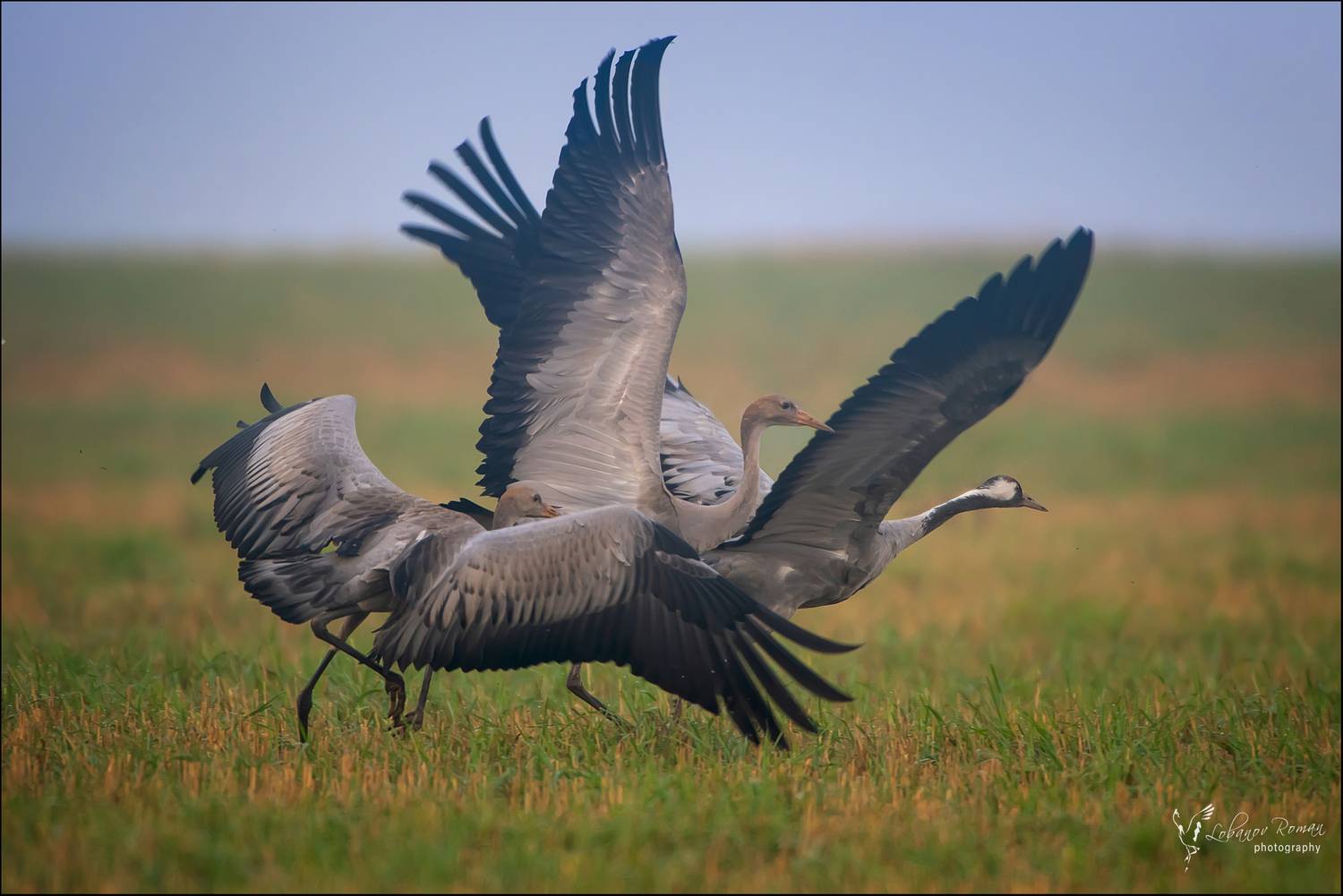 , Лобанов Роман