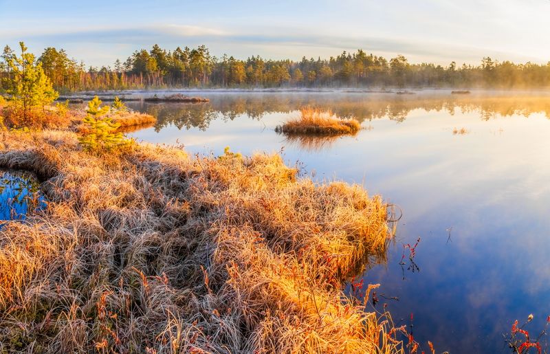 пейзаж Утром на болоте фото превью