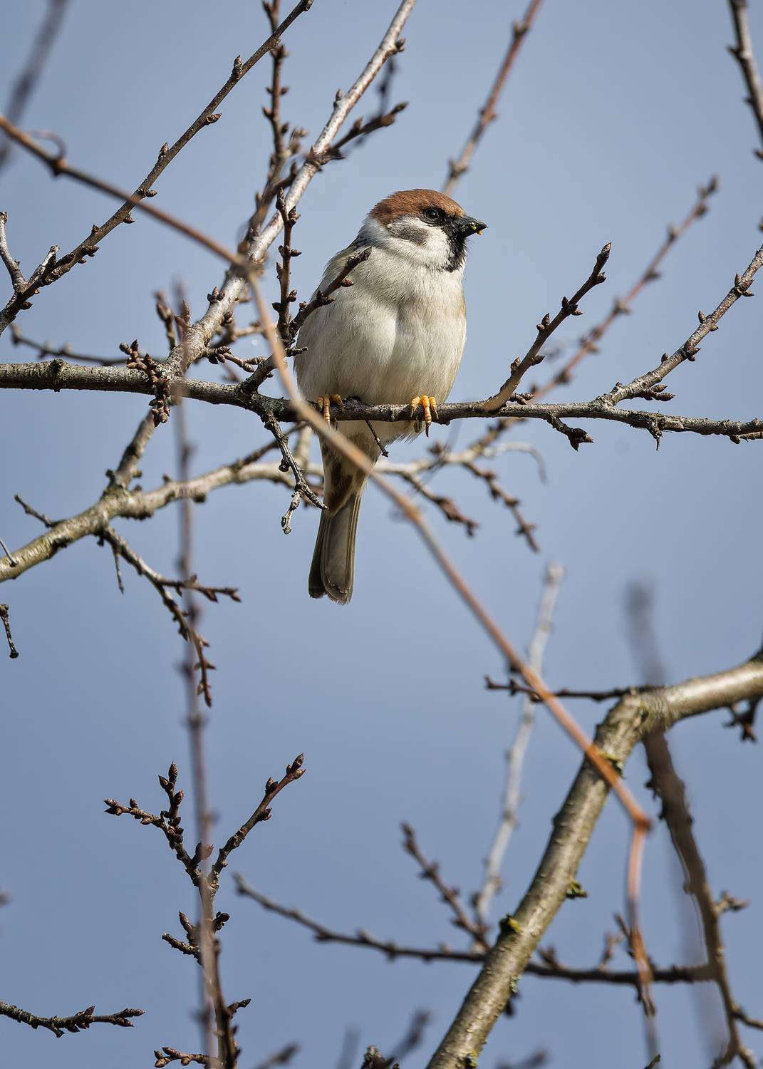 , Загруев Михаил