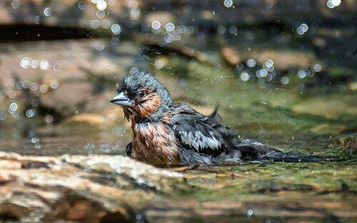 Зяблики (6 ФОТО)
