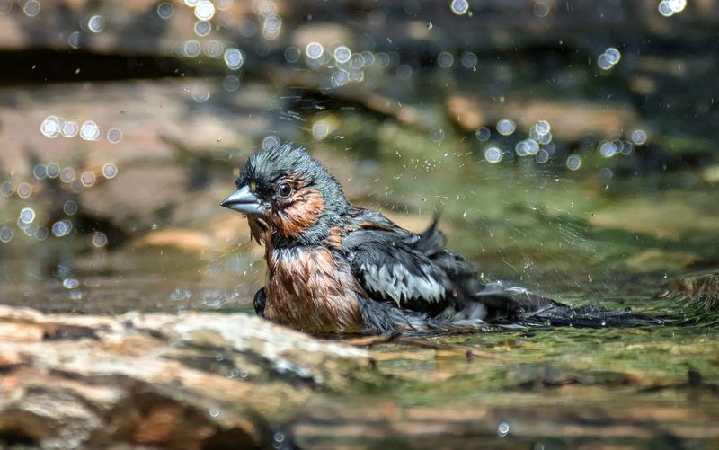 птица, зяблик, купание, самец, самка, Зяблики (6 ФОТО) фото превью