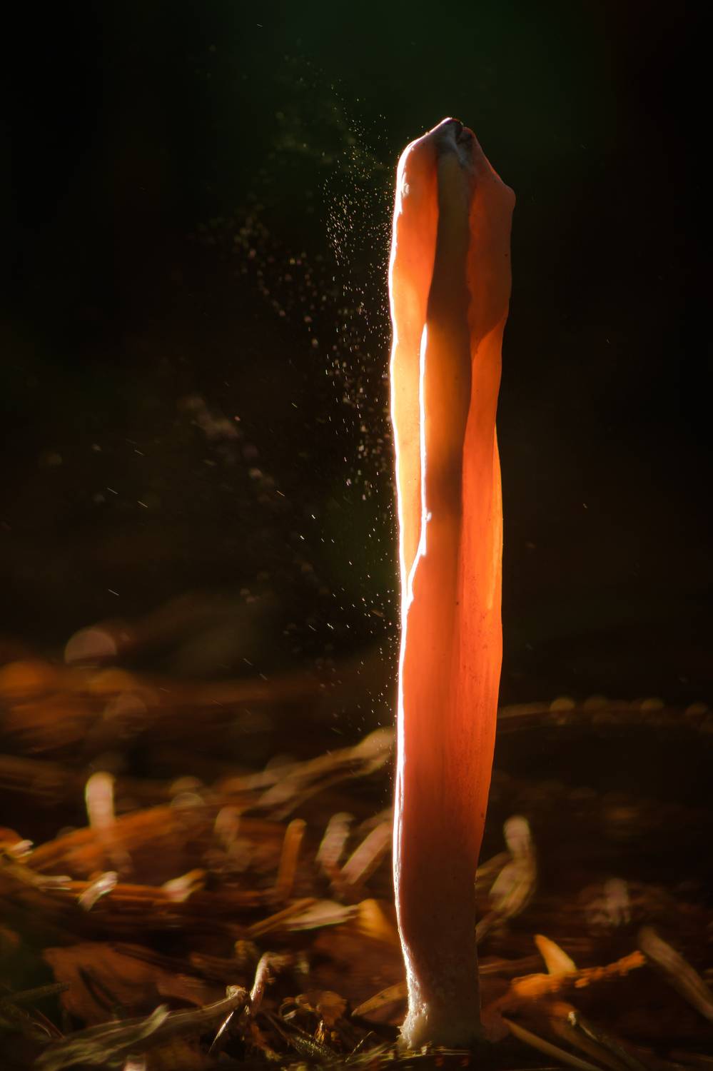 Рогатик язычковый, спороношение, споры, гриб, Clavariadelphus ligula,клавариаде́льфус язычковый, Соварцева Ксения