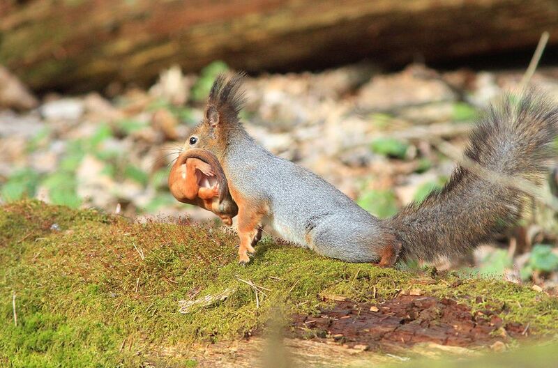 Переезд фото превью