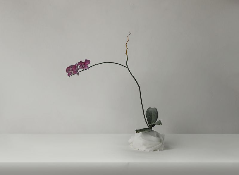 Орхидея фото превью