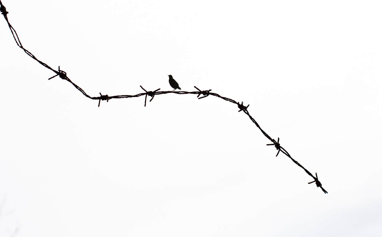 , Мариана Добрева