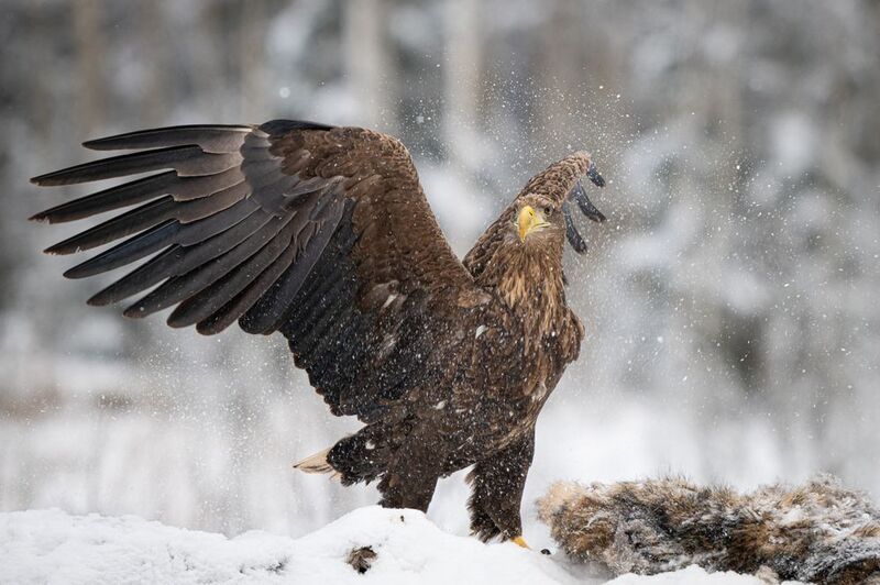 орлан, птица, хищник, крылья, снег Орлан-белохвост фото превью