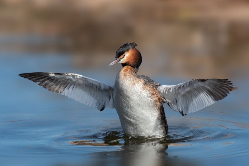 большая поганка, чомга, podiceps cristatus, great crested grebe - Живу я, как поганка... фото превью