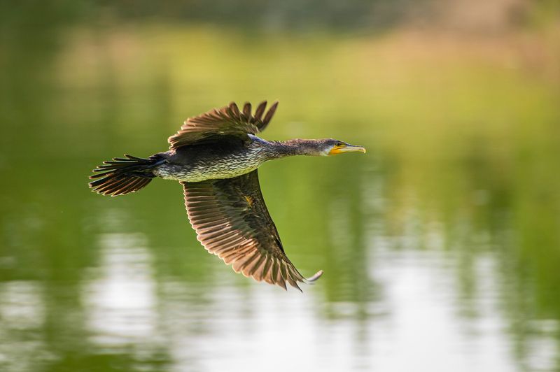 баклан, юг красноярского края Баклан фото превью