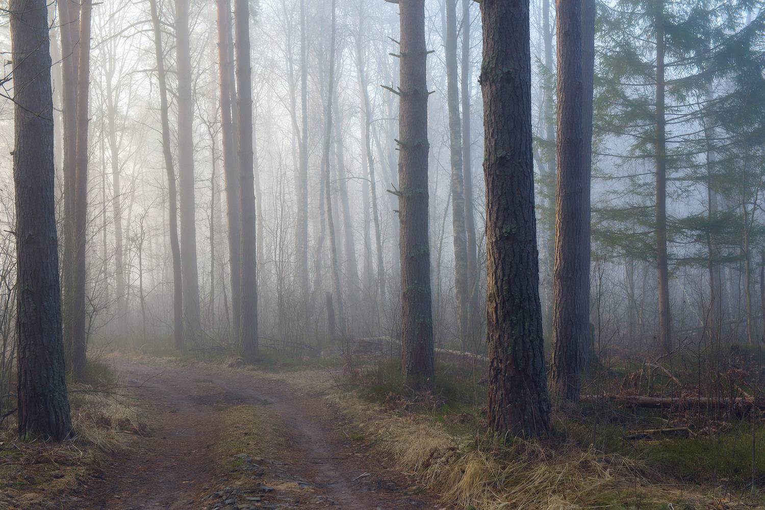 весна утро туман лес дорога состояние, Алексеев Дмитрий