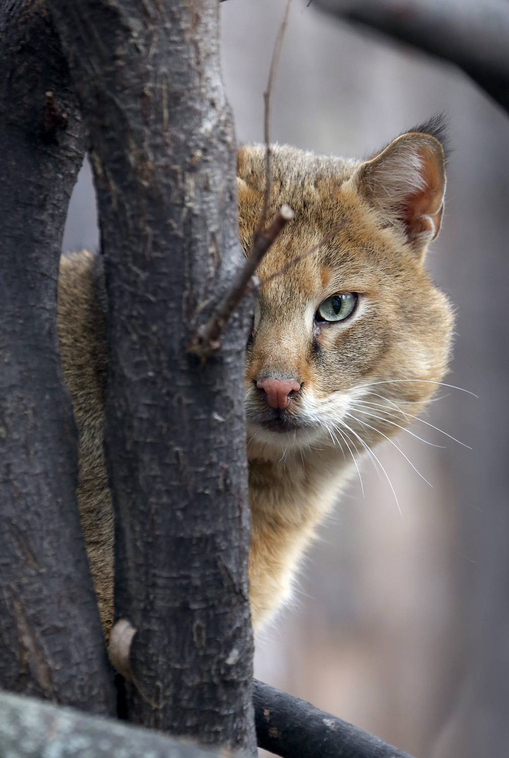 , Бибичков Михаил
