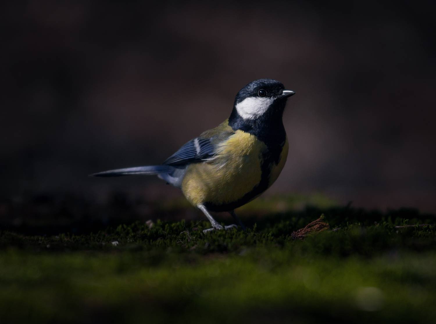 лес, свет, утро, природа, синица, птицы, Баранов Олег