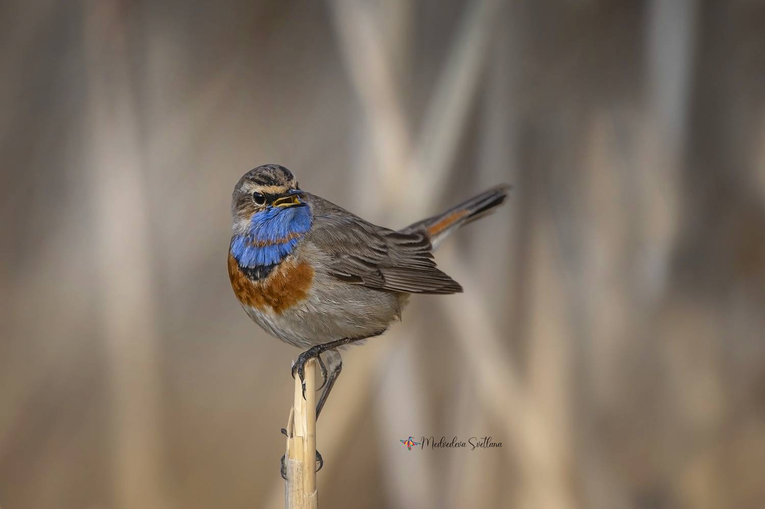 птица, варакушка, весна, фотоохота, Медведева Светлана