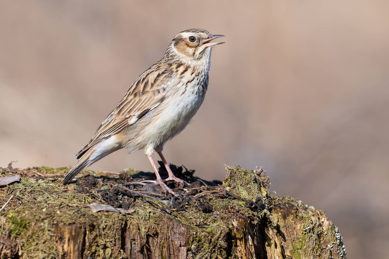 , Сумников Алексей