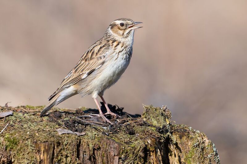 Юла. фото превью