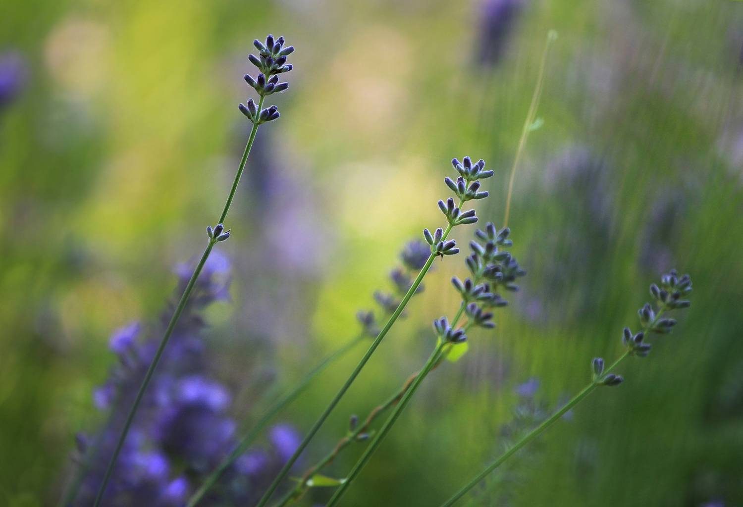 , Лайко Марина