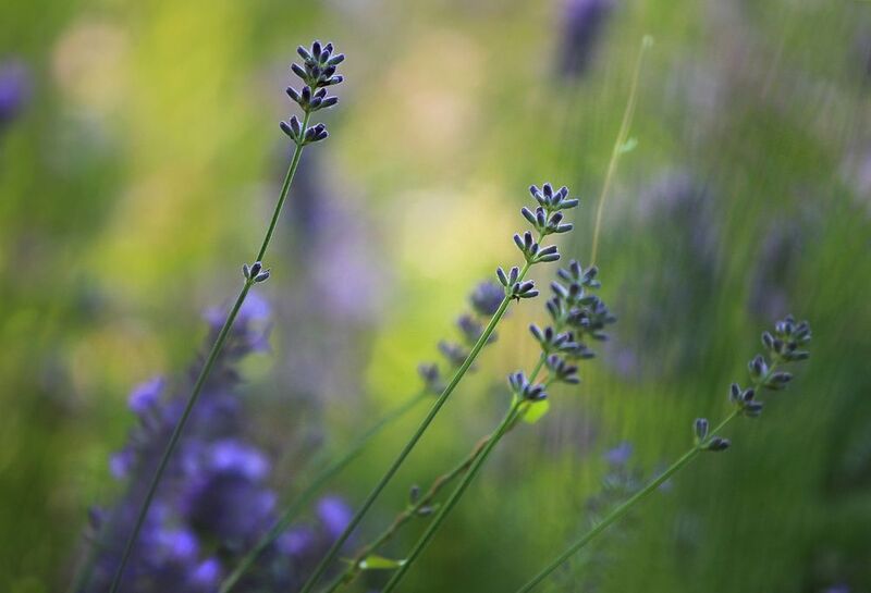 .. и окунуться в цветочные запахи фото превью