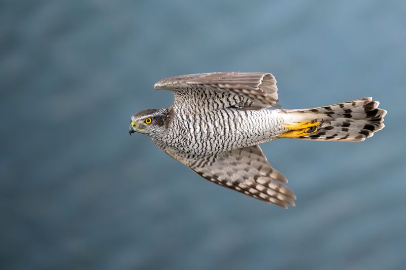 Ястреб тетеревятник. фото превью