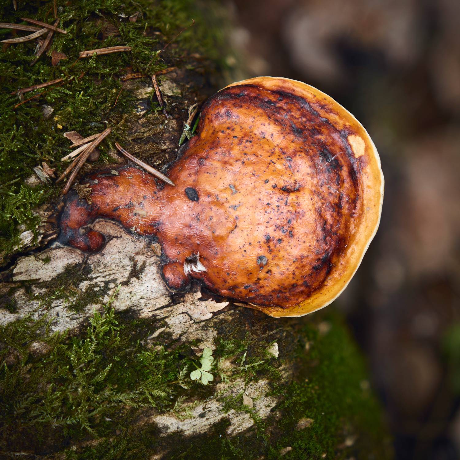 гриб, лес, Валерий Вождаев