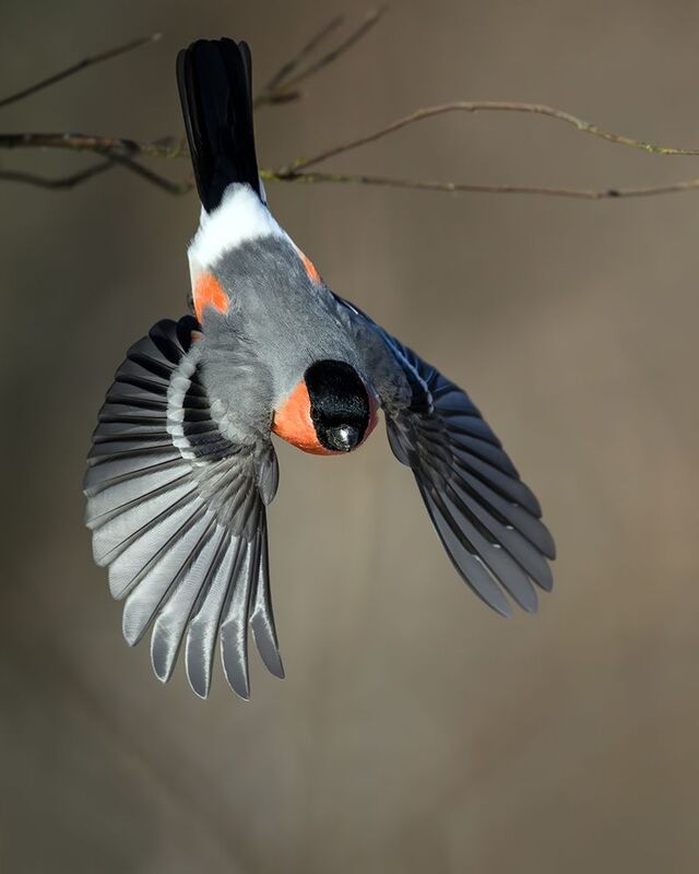 Снегирь. фото превью