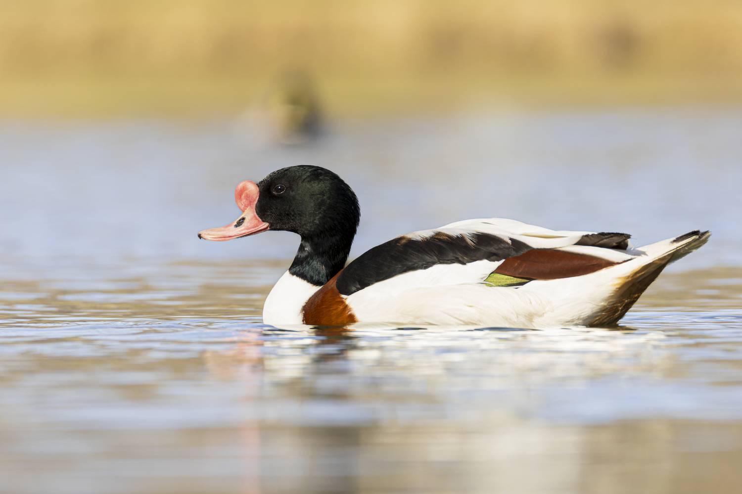 пеганка, Руслан Pl