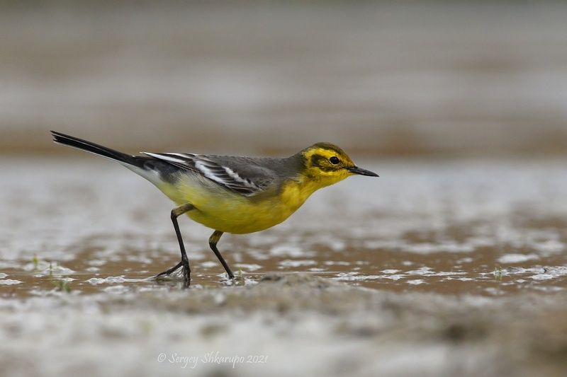 Желтая трясогузка фото превью