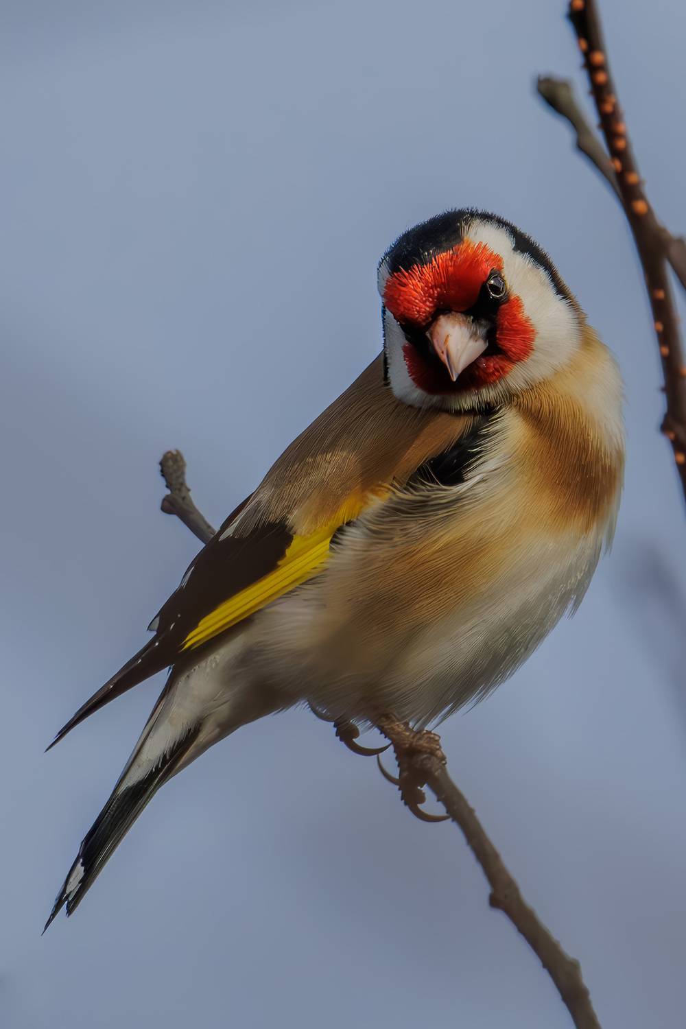 щегол, Морозов Сергей