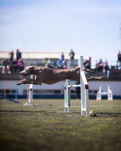 Agility