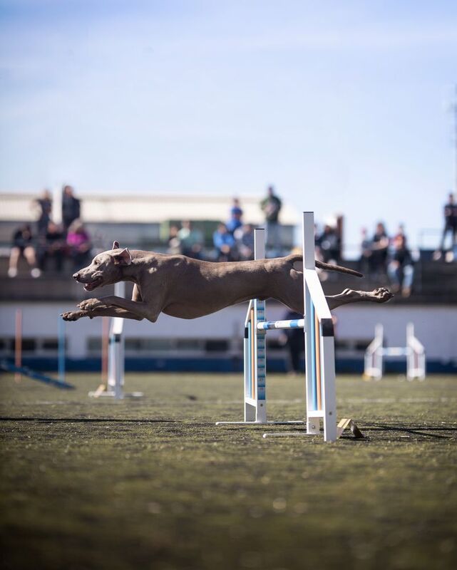 Agility фото превью
