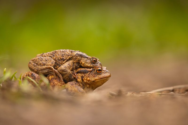 Love фото превью