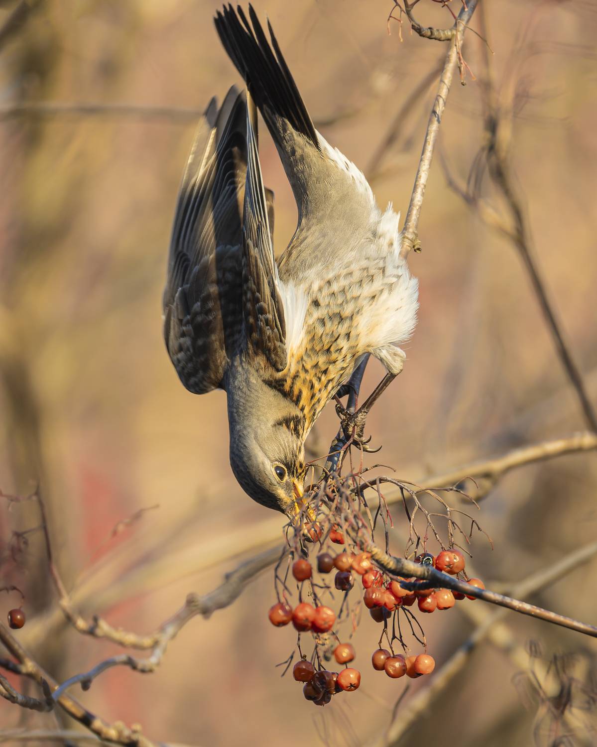 рябинник, Руслан Pl