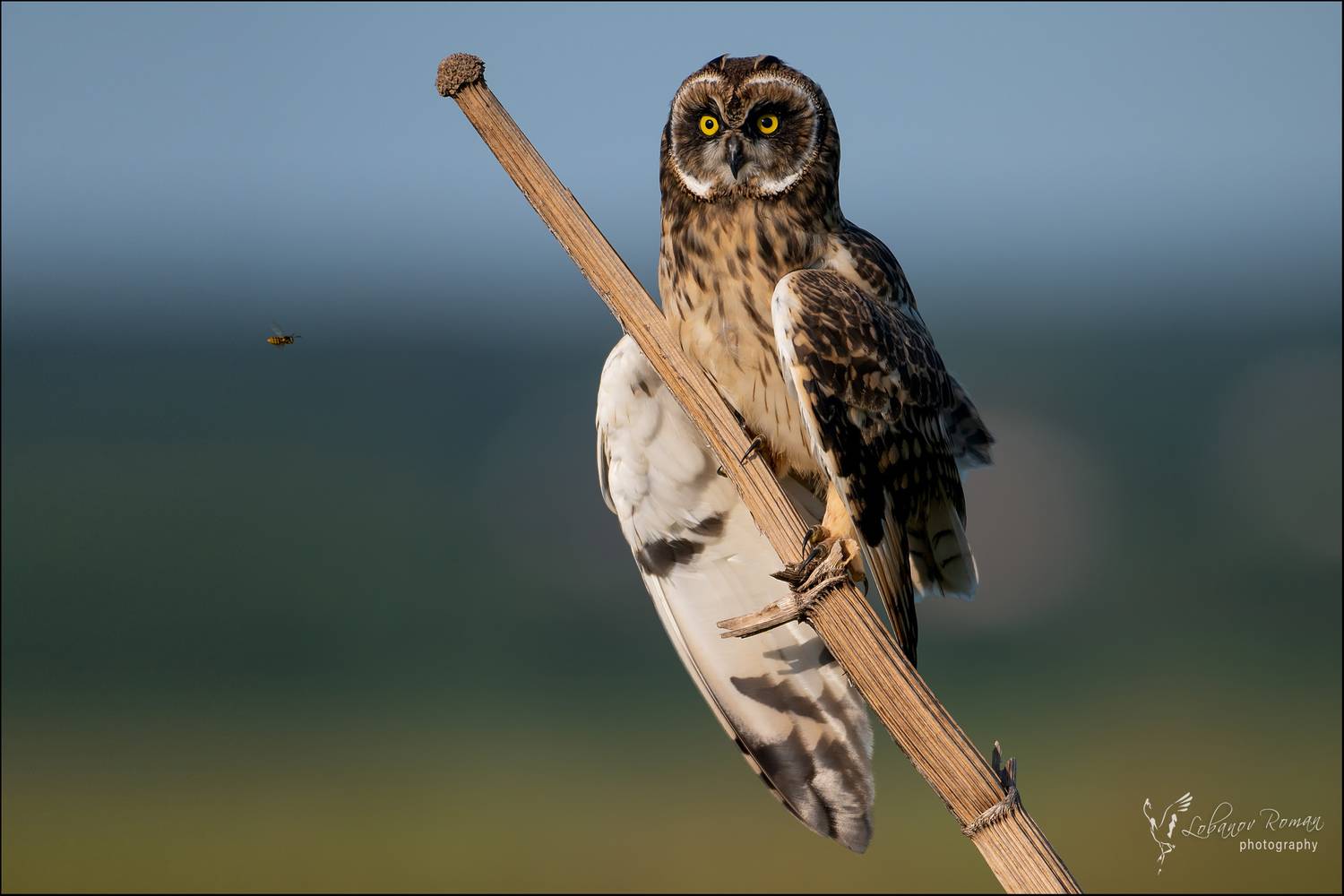 , Лобанов Роман