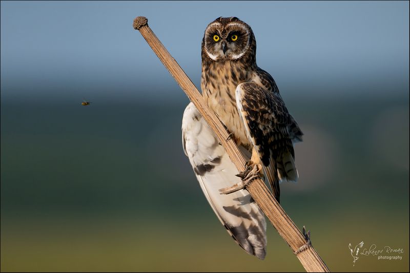 Оса и сова фото превью