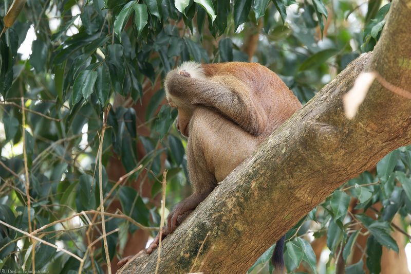 Индийский макак Индийский макак фото превью