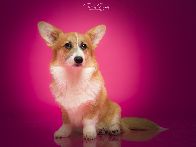 Maple the Corgi фото превью