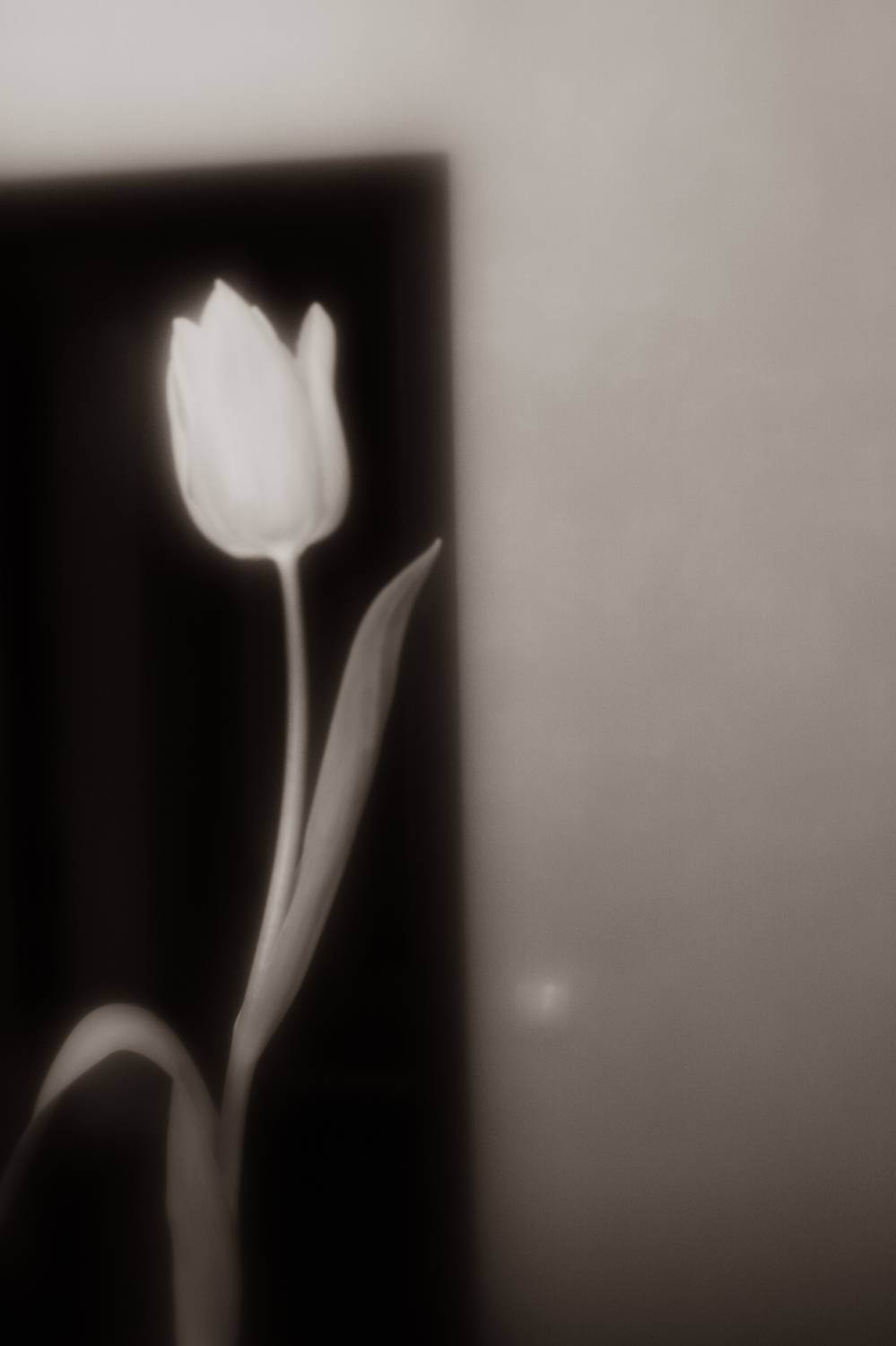 , Смолевская Татьяна