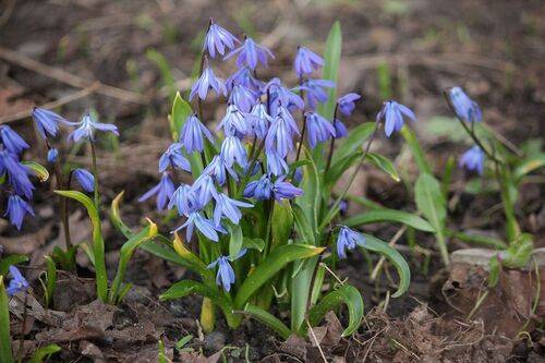 Пролеска сибирская