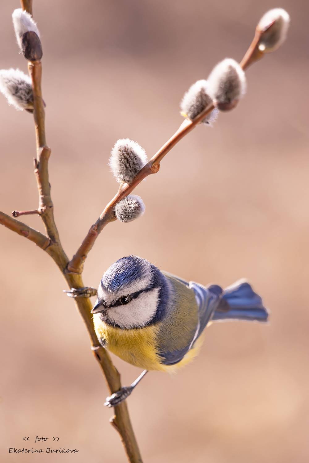 , Бурикова Екатерина